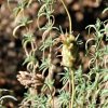 Lavandula stoechas